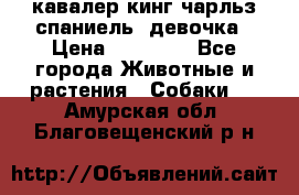  кавалер кинг чарльз спаниель -девочка › Цена ­ 45 000 - Все города Животные и растения » Собаки   . Амурская обл.,Благовещенский р-н